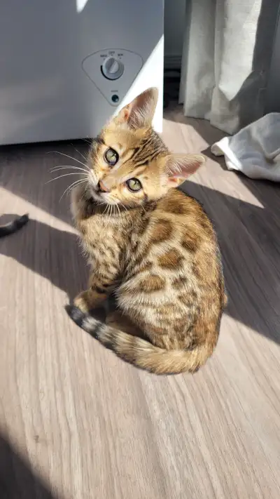 Chat chaton bengal, View more