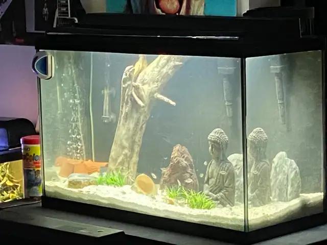 30 GALLON AQUARIUM FISH TANK - Pickering  in Fish for Rehoming in City of Toronto - Image 2