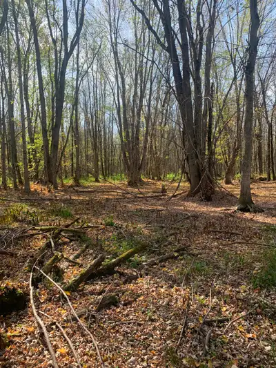 728 Egan Line, a short drive from Cobden. With extensive forested and wetland areas, this property h...
