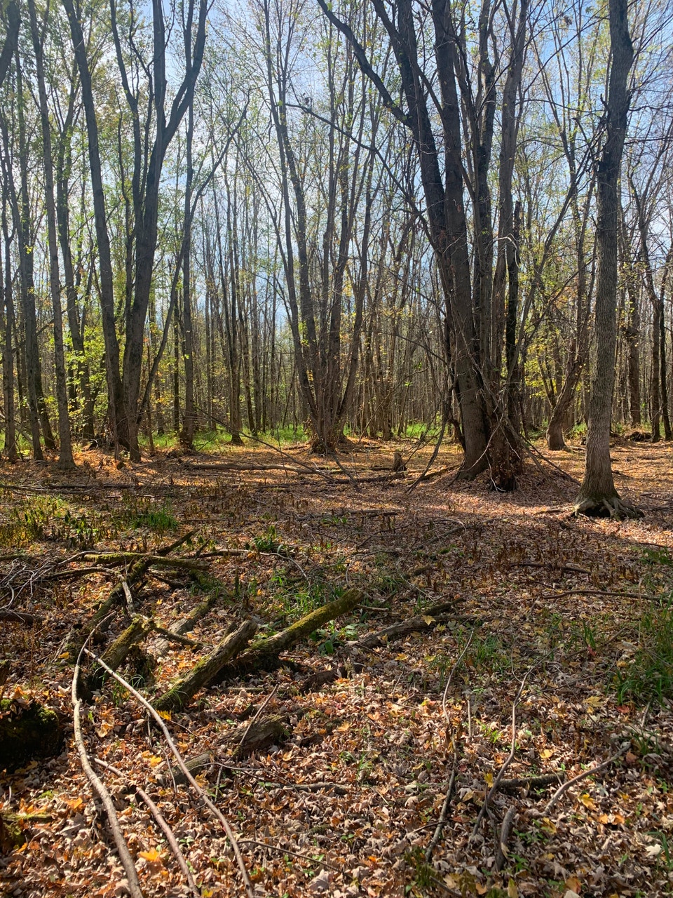 99 Acres of Private Wilderness for Hunting & Recreation | Land for Sale ...