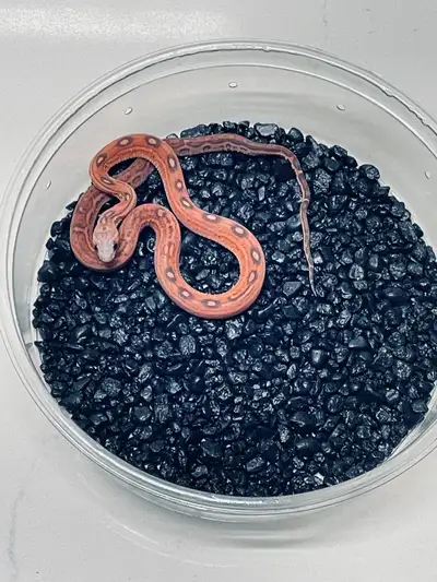 Okeetee $230 Amel $330 Snow $380 You can find my photos and snakes @ https://www.morphmarket.com/sto...