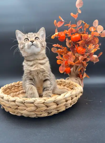 Scottish male kitten, View more