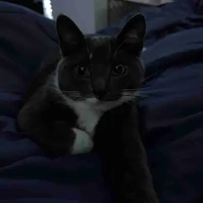 sweetest 2 year old kitty, View more
