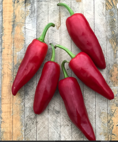 Piment Gorria - Espelette - semences BIO, View more