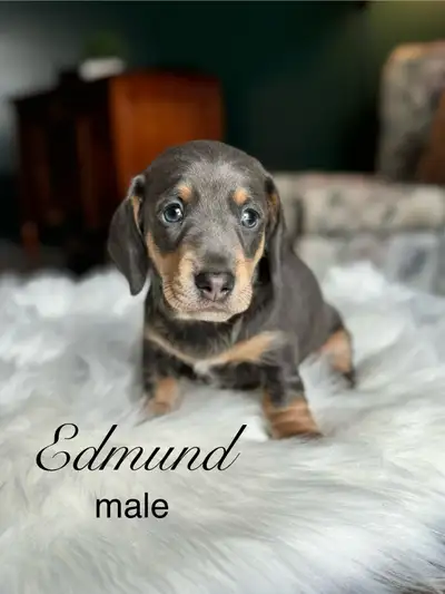 Mini Dachshund puppies, View more