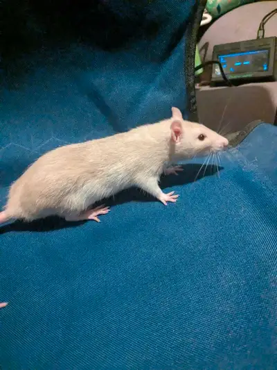 rat adoption pre-registration, View more