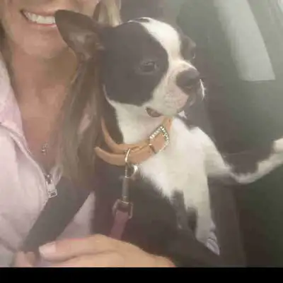 Beautiful. Tiny boston terrier We love her. She is amazing with my young kids. She is very energetic...