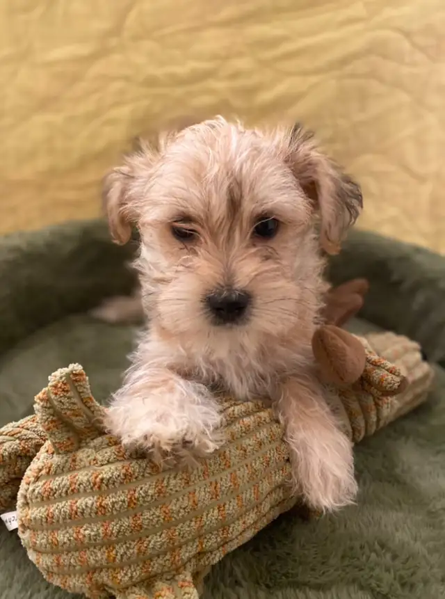 Adorable Morkies in Dogs & Puppies for Rehoming in Oakville / Halton Region - Image 4