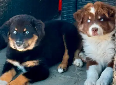 Chiots Berger Australiens yeux bleu, View more