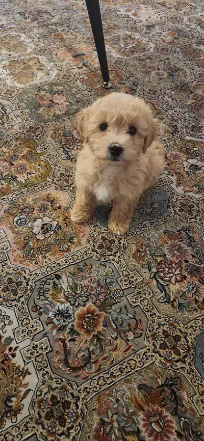 Bichonpoo Puppy for Sale, View more