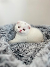 Adorable Scottish fold & British shorthair Kittens for Rehoming