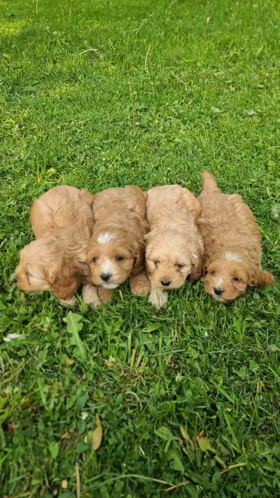 Adorable Miniature Cockapoo puppies are ready for their loving home, 8 weeks old very playful. This...