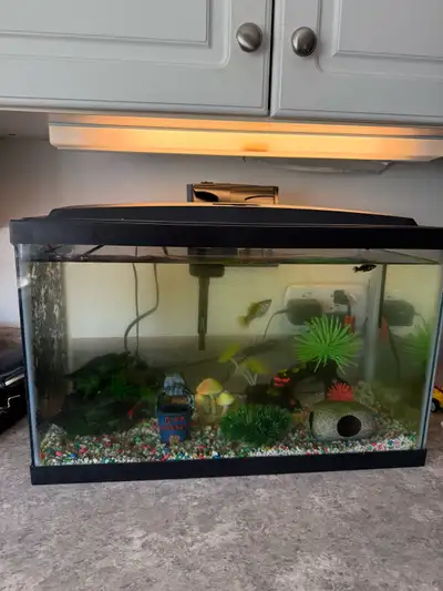 Molly Fish & 10 Gallon Fish tank, View more