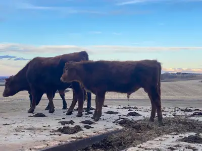 Angus x Hereford Bull Calf, View more