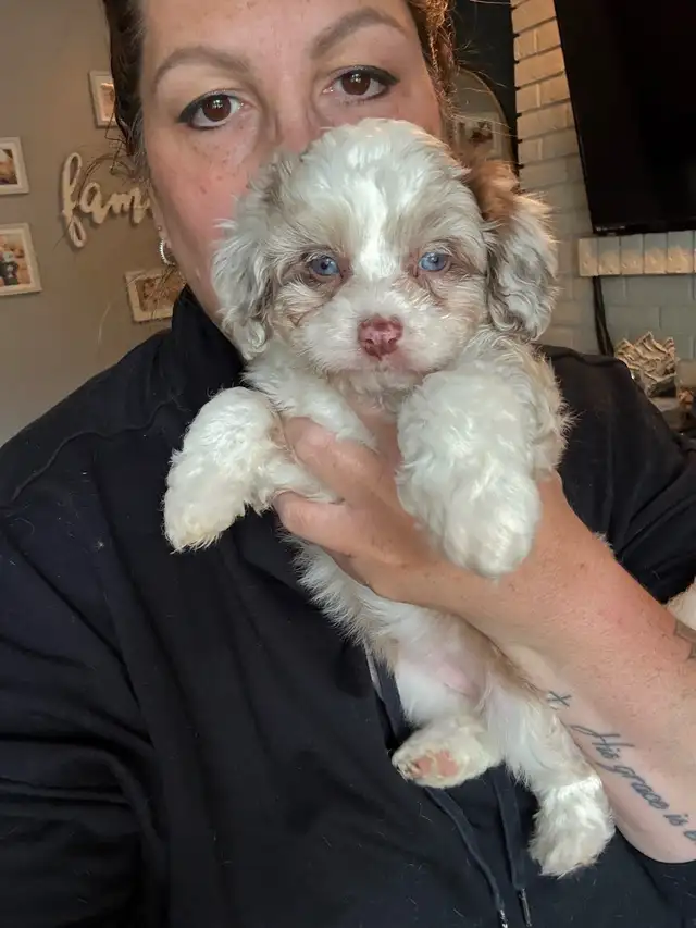 Mini sheepadoodles and mini aussiedoodles. in Dogs & Puppies for Rehoming in Edmonton - Image 7