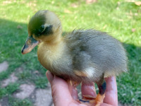 Single call duck baby