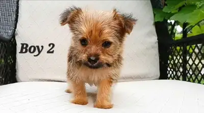Super Tiny Maltipom X Mini Yorkie Puppies!, View more