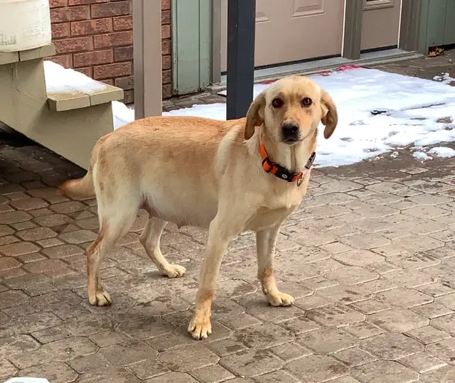 CKC Reg LAB RETRIEVER PUPS, Purebred   Yellow and Black in Dogs & Puppies for Rehoming in Markham / York Region - Image 11