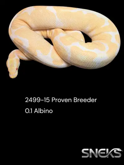 proven breeders and adults, View more