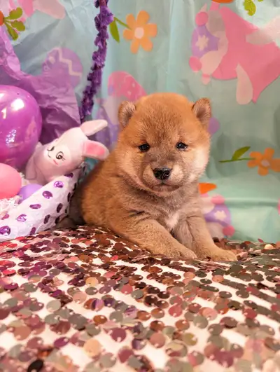 Shiba inu puppies chiots prêts août, View more