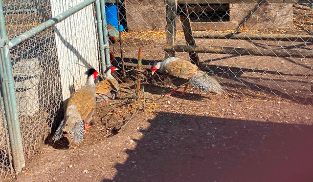 Pheasants in Livestock in Edmonton - Image 4