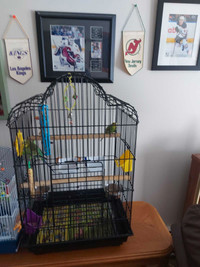 2 male Buggies and a cage 