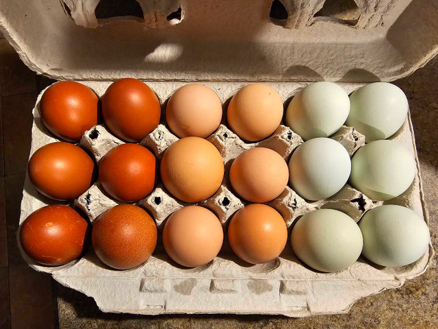 Natural ethically raised "Easter eggs" from a very small farm in Other in Calgary
