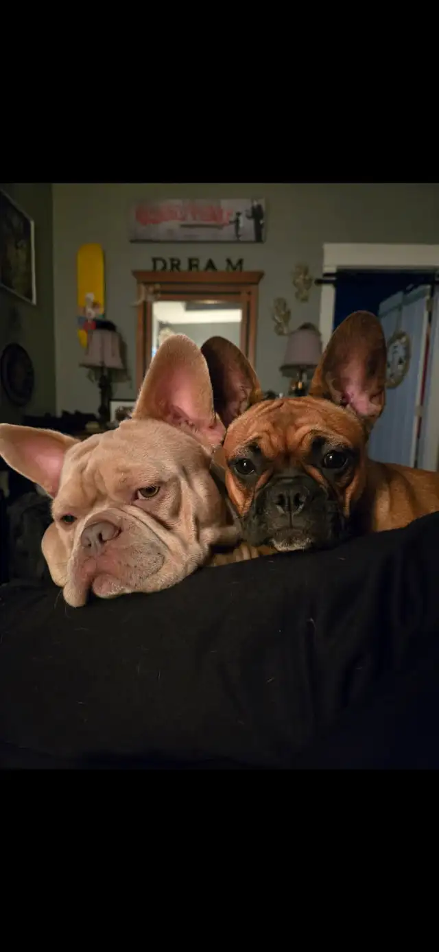 French bulldog in Dogs & Puppies for Rehoming in Victoria - Image 9