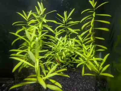 Hygrophila Polysperma – Fast-Growing Aquarium Plant., View more