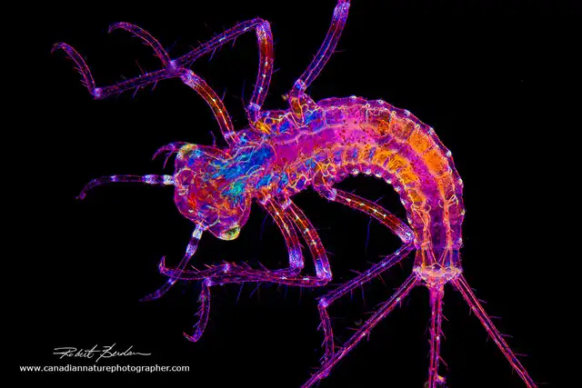 Motic BA-310 Polarizing Microscope in Hobbies & Crafts in Calgary - Image 9