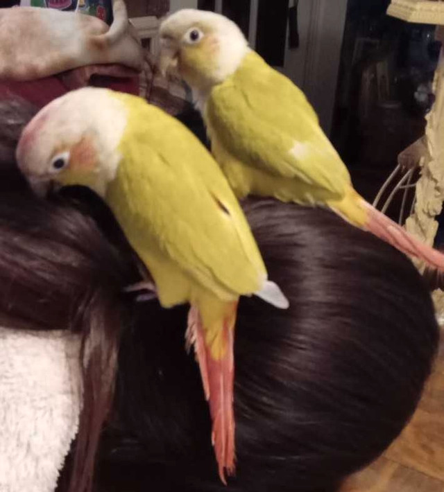 American dilute conure pair in Birds for Rehoming in Sault Ste. Marie - Image 3