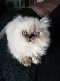 Flat Face Female Persian Kitten