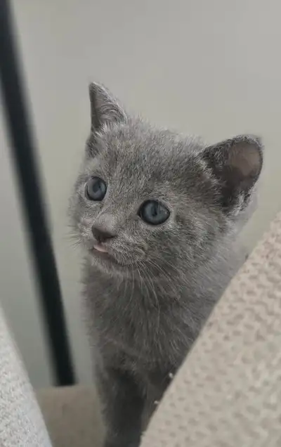 Russian Blue Kittens Chatons (hypoallergenic), View more