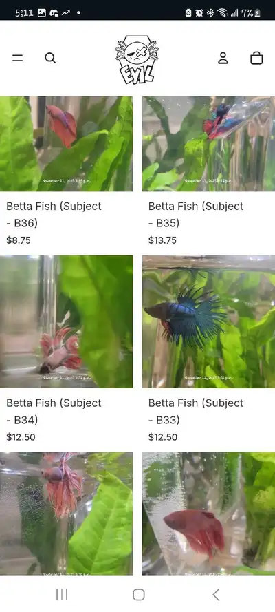 Just opened a new pet shop in Toronto and I'm having a 20% off sale! Tons of Betta Fish available ri...