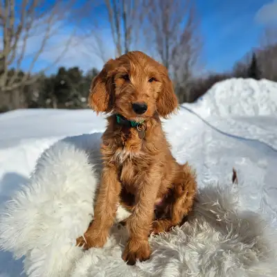 Stunning f1 Goldendoodle Puppies!, View more