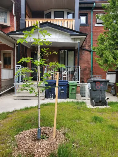 2 large bedroom basement apartment with 2 entrances/front and back Located Delaware Ave between Coll...