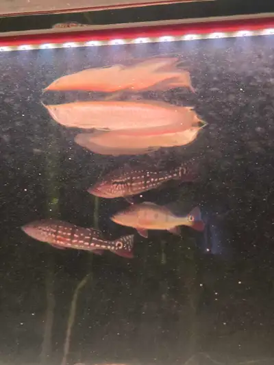 Albino Arowana x2, View more
