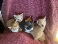Friendly kittens ready for their furever homes