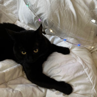 Precious Boy Black Cat 