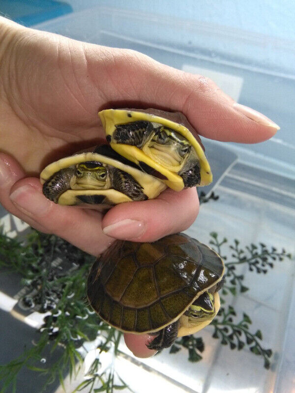 Malayan box turtles dans Reptiles et amphibiens à adopter  à Ouest de l’Île - Image 2