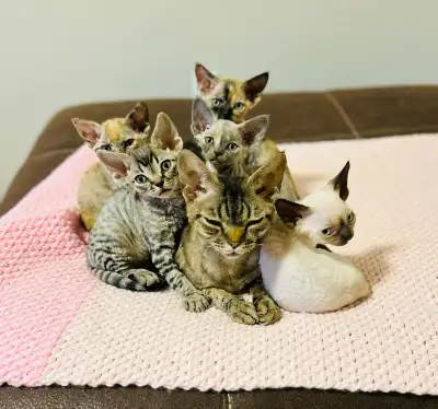 West Kootenay Kennels & Cattery We have new kittens born in JuneJuly and will be ready for great hom...
