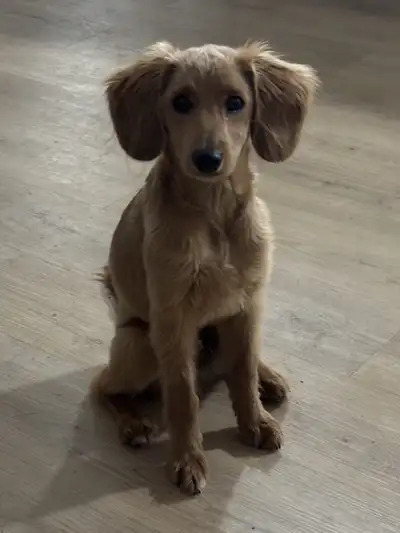 Loving❤️ 4 month old needs a new home, View more