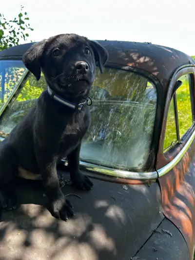 One beautiful Black Beauty has been sold! One puppy is left available. Mother: Black Labrador Father...
