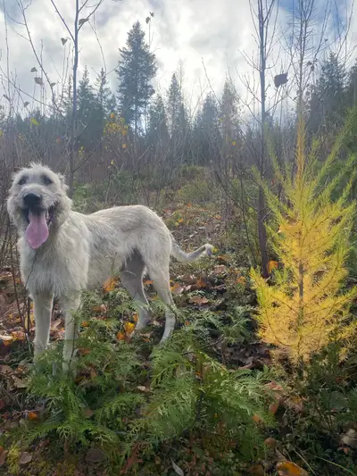 female Irish wolfhound 4 y/o, View more