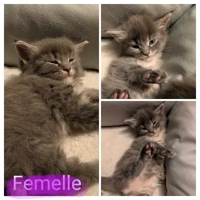 Bonjour ! Je vous présente nos petites boules d'amour qui cherchent leur famille pour la vie ! Nos c...