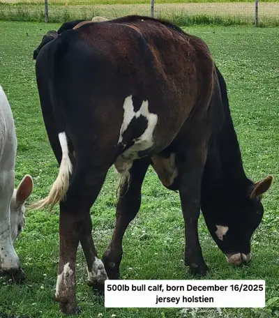Calf 6 months, View more