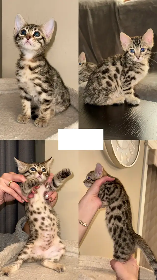 bengal Kittens  in Cats & Kittens for Rehoming in Calgary - Image 3