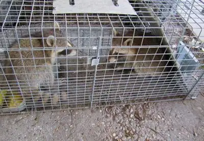 wildlife raccoon Squirrel skunk bird Removal , View more