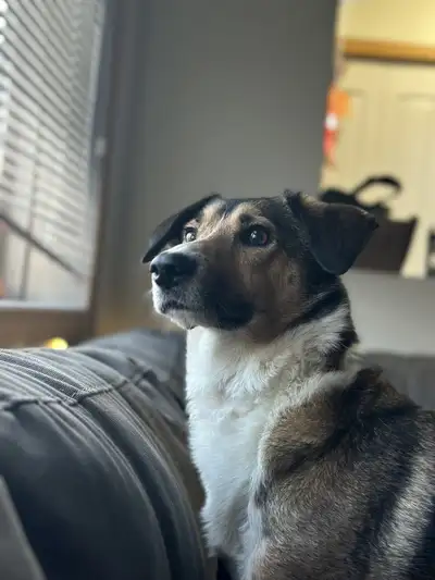 Free puppy for rehoming , View more