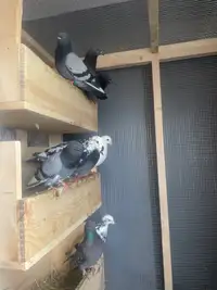 Pigeons/doves